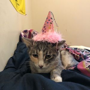 Meet your Posher, Anush